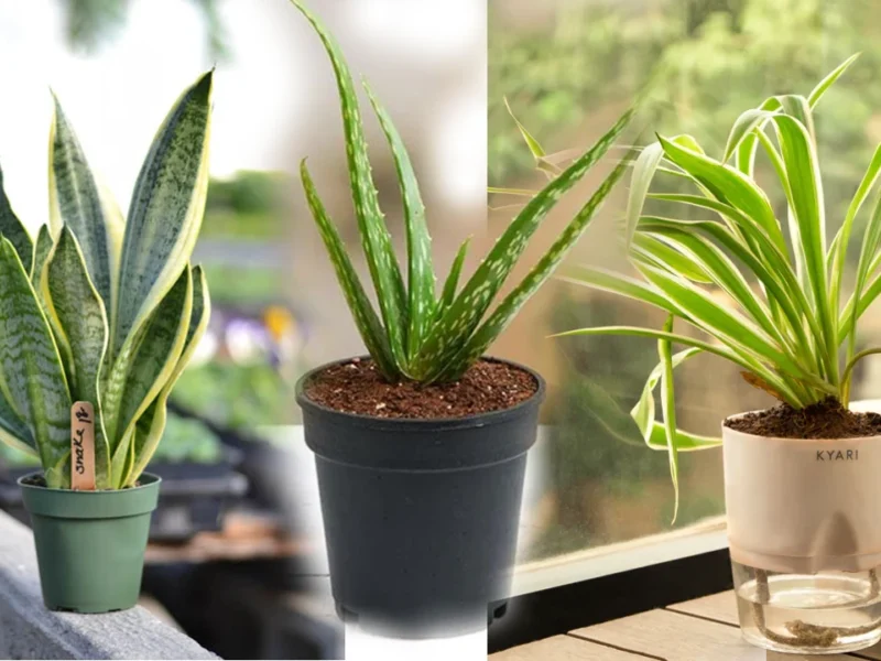 बढ़ते प्रदूषण के बीच घर में लगाएं ये तीन पौधे